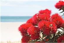 2025-2026 Seasons greetings